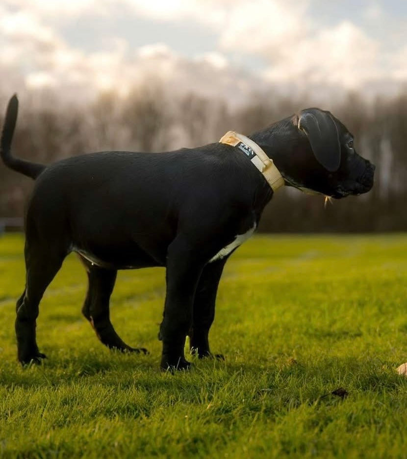 Tucker&Co London Vanilla Beige collar